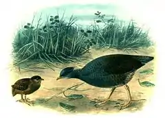 Dessin de deux oiseaux, à gauche un poussin aux plumes grises, à droite un adulte aux plumes vertes