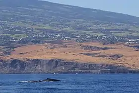 Baleines à bosse au large du cap la Houssaye en août 2009.