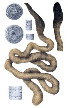 Description de l'image Megascolides australis by Bartholomew.png.