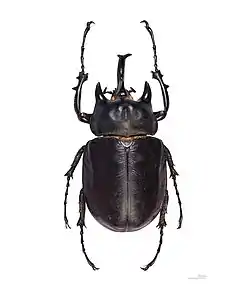 Megasoma actaeon