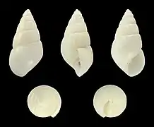 Megastomia conoidea