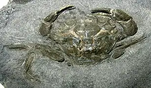 Fossile de Megokkos alaskanensis, un Macropipidae