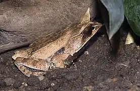 Grenouille cornue asiatique (Megophrys nasuta)