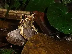 Description de l'image Megophrys montana, Taman Nasional Gunung Halimun Salak, 19012016.jpg.