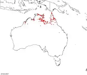 Description de l'image Melaleuca acacioides.jpg.