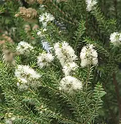 Description de l'image Melaleuca lanceolata.jpg.