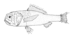 Description de l'image Melamphaes microps (no common name).gif.