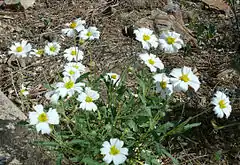 Description de l'image Melampodium-leucanthum.jpg.