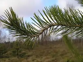 Image illustrative de l’article Rouille courbeuse des rameaux du pin