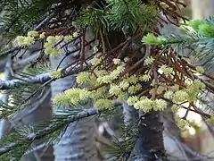 Développement du feuillage (Californie)