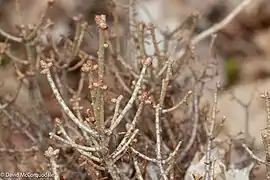 Bourgeons hivernaux (Nouvelle Écosse).