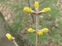 Débourrage des bourgeons (Québec).