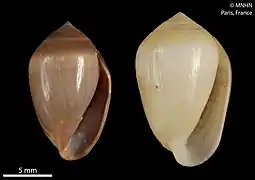Melampus luteus, un Ellobiidae