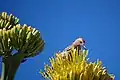 Pic des saguaros.