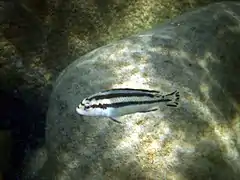 Spécimen femelle sauvage en milieu naturel (Lac Malawi) blanche avec deux barres longitudinales sombres