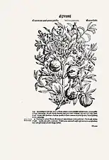 L'herbier de Pierandrea Mattioli, 1562