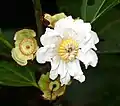 Fleur et jeunes fruits de Bellucia grossularioides