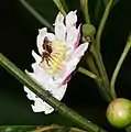 Fleur et bouton de Bellucia grossularioides.