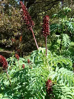 Description de l'image Melianthus major l. by Stefano Bolognini.JPG.