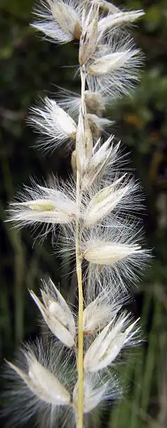 Description de l'image Melica ciliata.jpg.