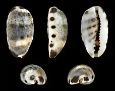 Melicerona listeri