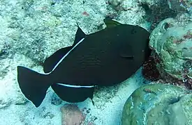 Un baliste à nageoires noires (Melichthys indicus)