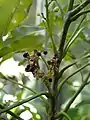 Fruits de Melicope denhamii en culture à Cayenne