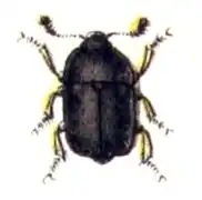 Meligethes atratus.