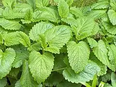 Mélisse officinale (Melissa officinalis)