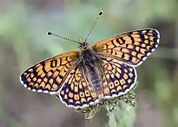 Melitaea cinxia