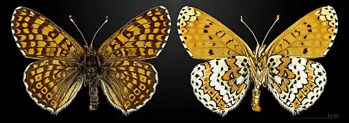 Les deux faces d'run papillon Melitaea cinxia capturé dans la commune