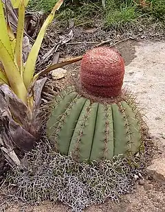 Description de l'image Melocactus ernestii in habitat.jpg.