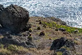 Environnement naturel, sur l'île de Saint-Martin (Antilles françaises)