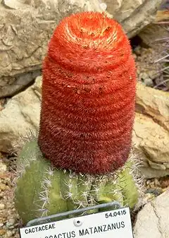 céphalium de Melocactus matanzanus