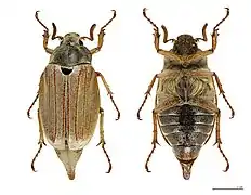 Melolontha melolontha (Melolonthidae)