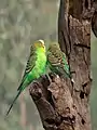 Type sauvage de Perruche ondulée (Melopsittacus undulatus).