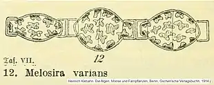 Melosira varians(d'après H. Klebahn).