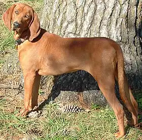 Un Redbone Coonhound