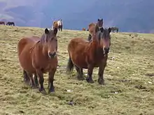 Deux chevaux courts sur jambe vue de face.