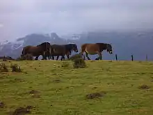 Un troupeau de chevaux marchant au loin.