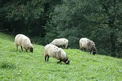 Photographie d’un groupe de quatre moutons blancs à tête noire, broutant sur fond arboré.