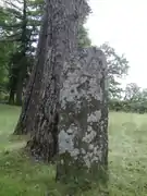 Menhir à cupule.