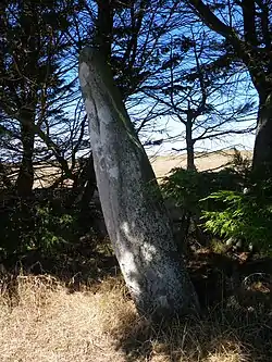 Le menhir de Parc-er-Menhir dans le bourg d'Houat