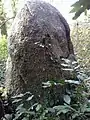 Menhir de Quélarn, vue de derrière l'arbre, détail
