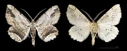 Menophra abruptaria vues dorsale et ventrale - Muséum de Toulouse