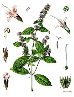 Menthe poivrée