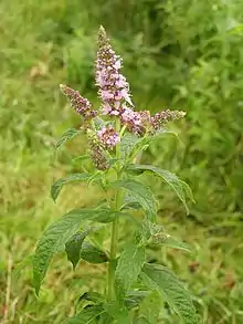 Menthe à feuilles longues