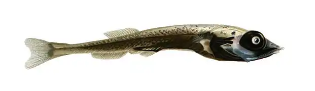 Mentodus rostratus (Platytroctidae)