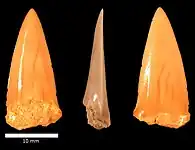 Dents fossiles fragmentaires de Cretoxyrhina mantelli provenant d'Israël.
