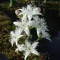 Inflorescence